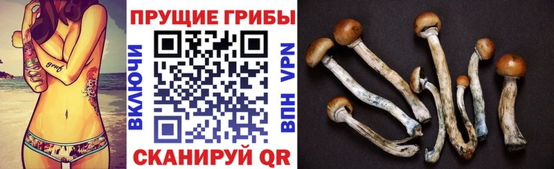 Псилоцибиновые грибы мицелий  Пласт 